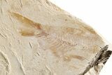 Fossil Needle Fish (Dercetis) - Hakel, Lebanon #200714-3